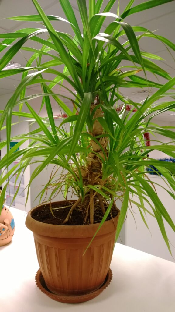 Фотография сделанная на Nokia Lumia 1520